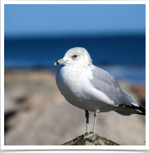 Ring Billed Gull - Perched Ring Billed Gull - Perched